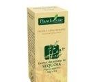 SEQUOIA GIGANTEA (SEQUOIA) 50ml PLANTMED - Produse naturiste