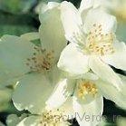 CEAI IASOMIE 50gr L&L ADVANCEMED